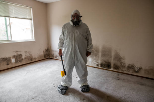 Environmental Consulting for Mold Prevention in Gantt, SC